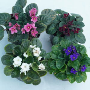 African Violet