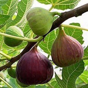 Anjir (Fig Tree)