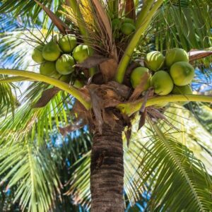 Coconut Plant