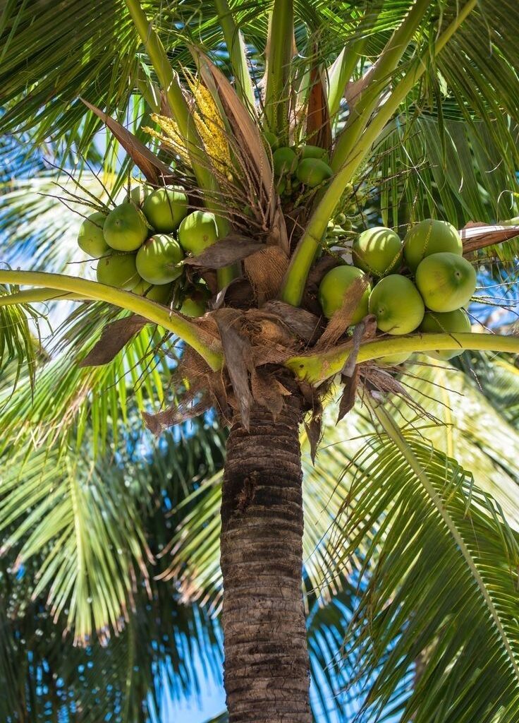 Coconut Plant