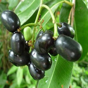 Jaam (Jamun)