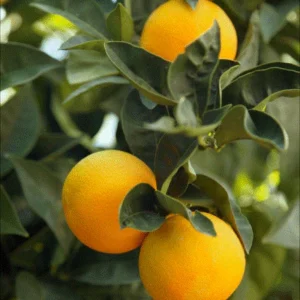 Mosambi (Sweet Lime)