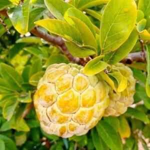 Sitafal Golden (Custard Apple)